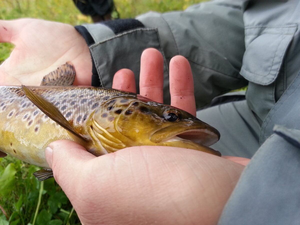 Quel leurre pour la truite en rivière ?
